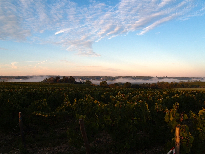 Les Vins Contés – Olivier Lemasson