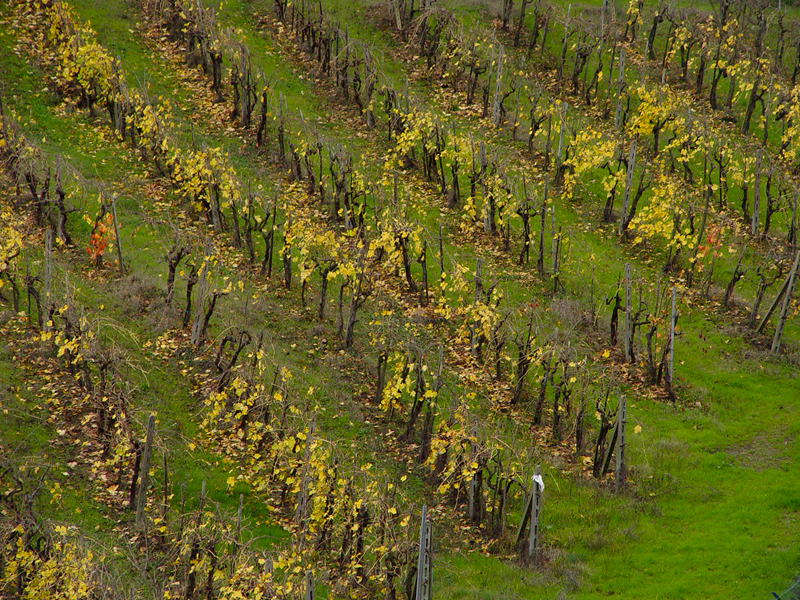 Podere Casaccia