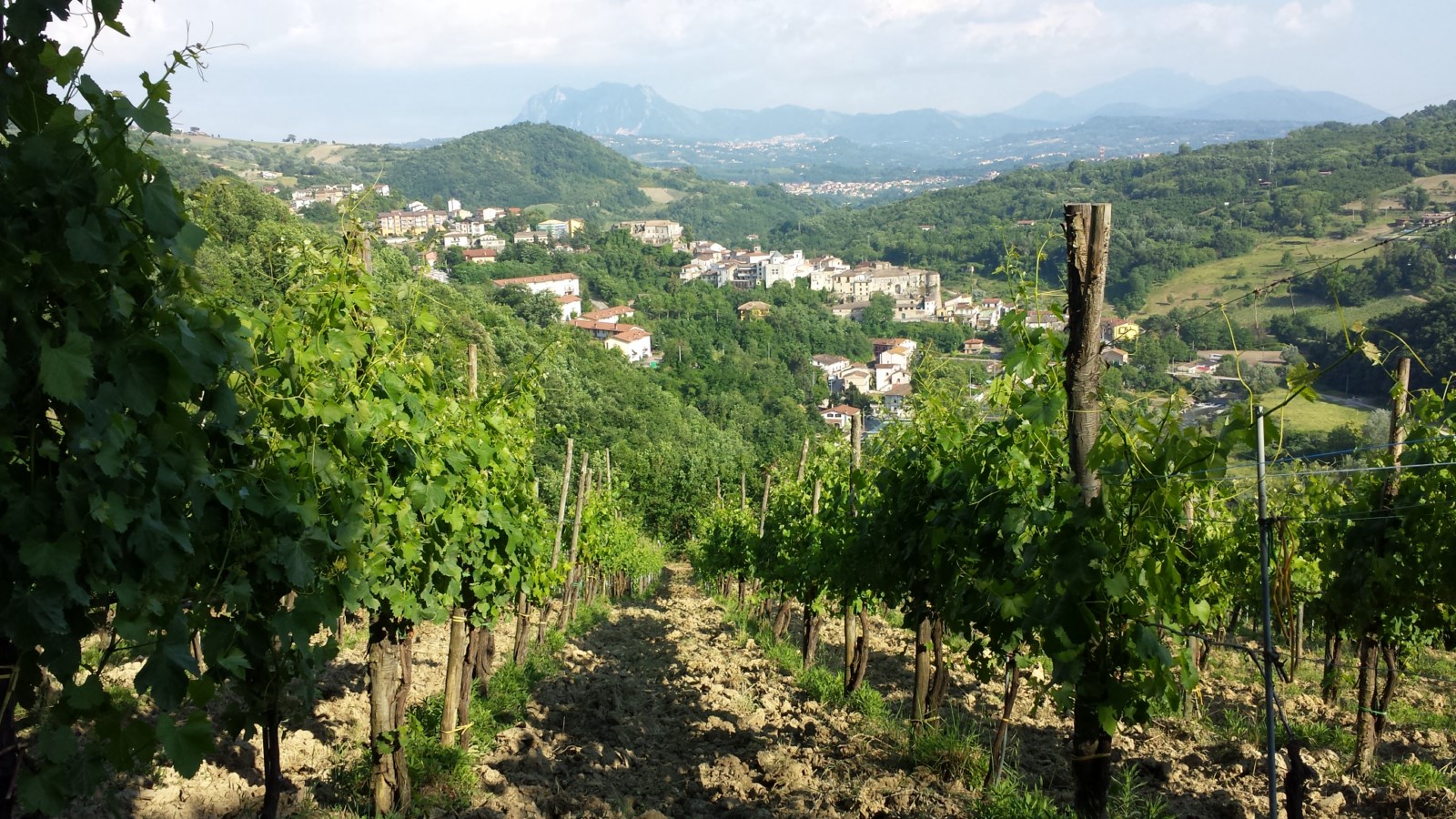 Cantine dell’ Angelo