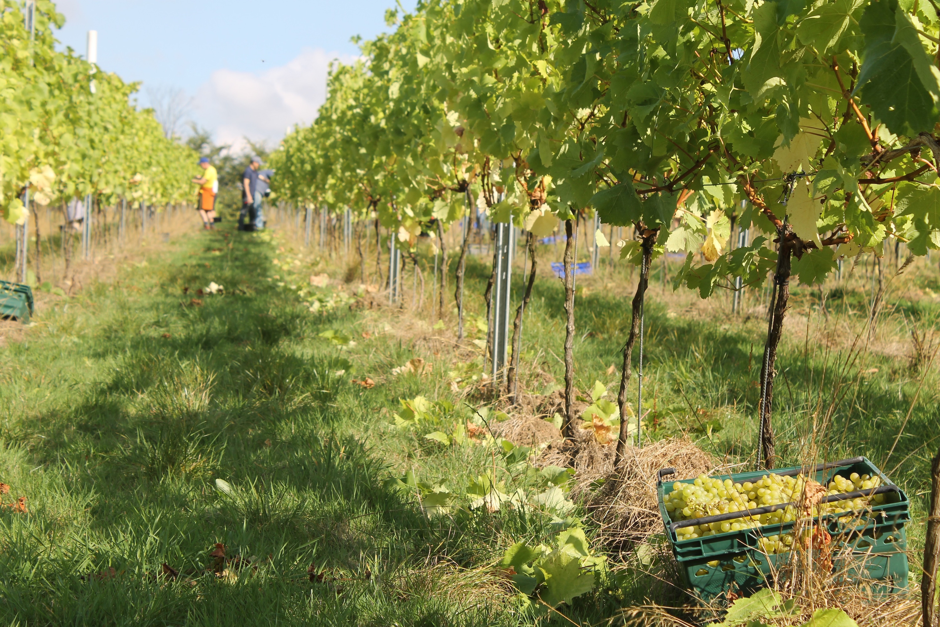 Forty Hall Vineyard