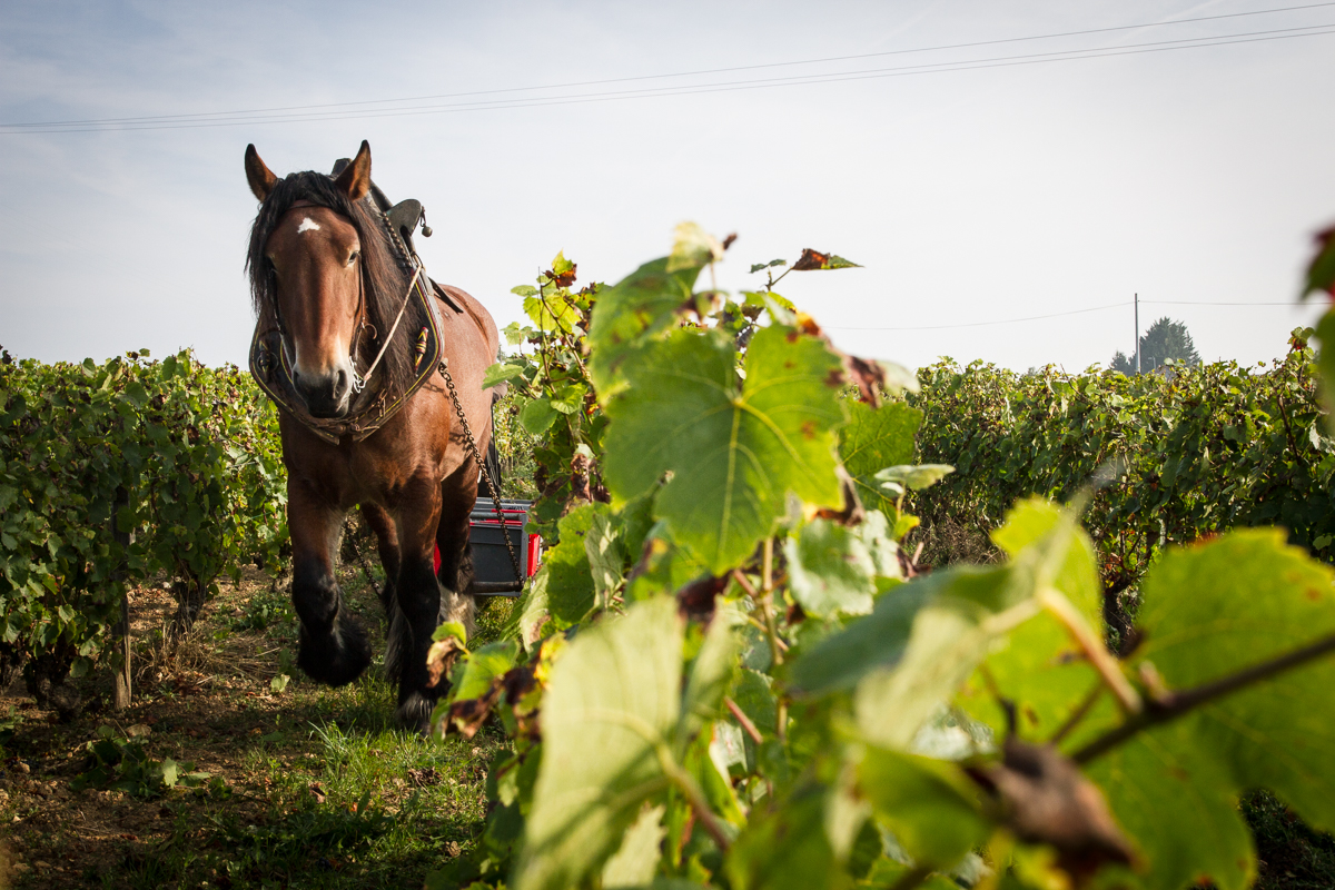 Clos du Tue-Bœuf