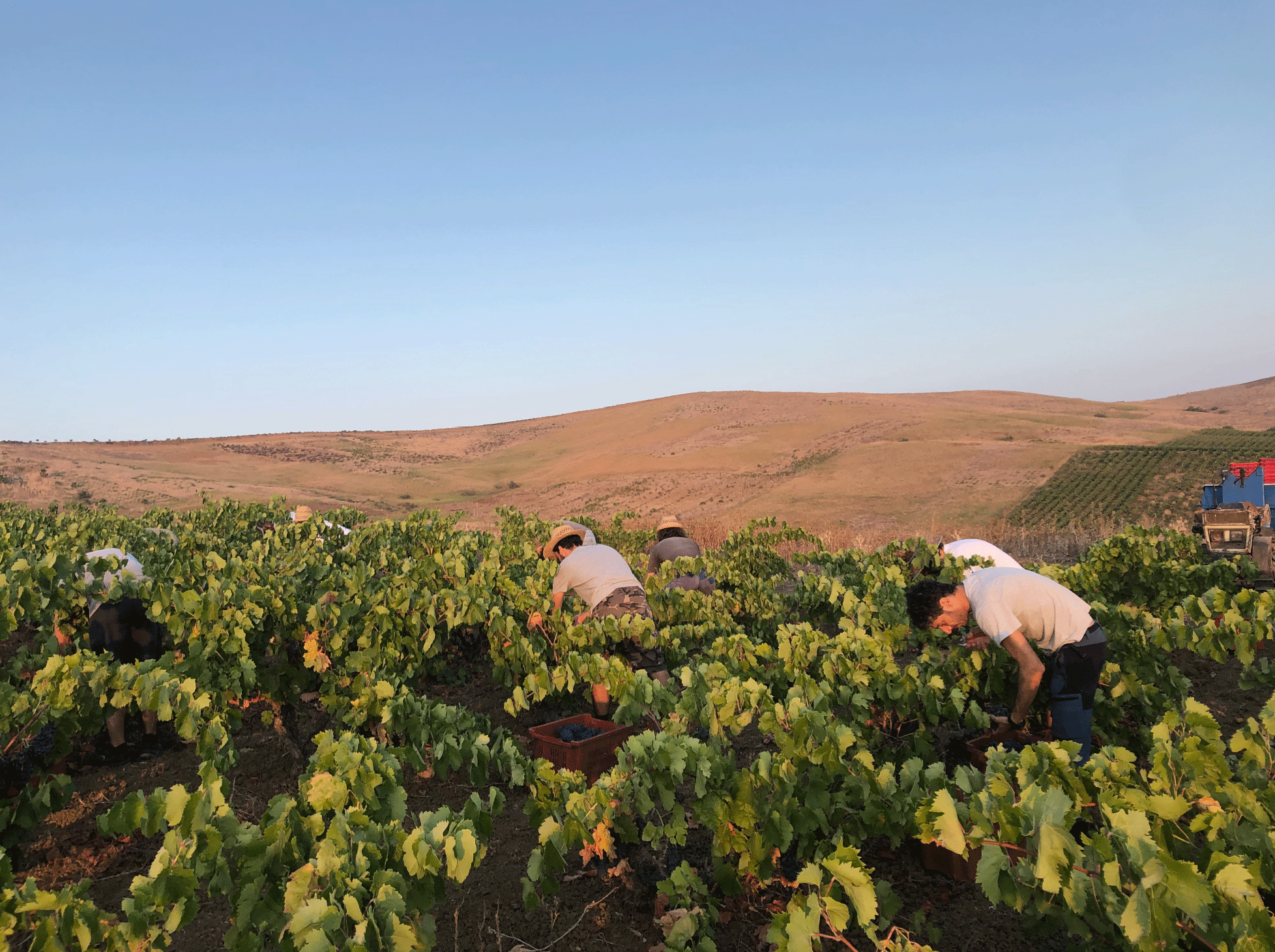 Halarà